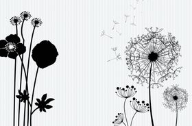 花朵蒲公英