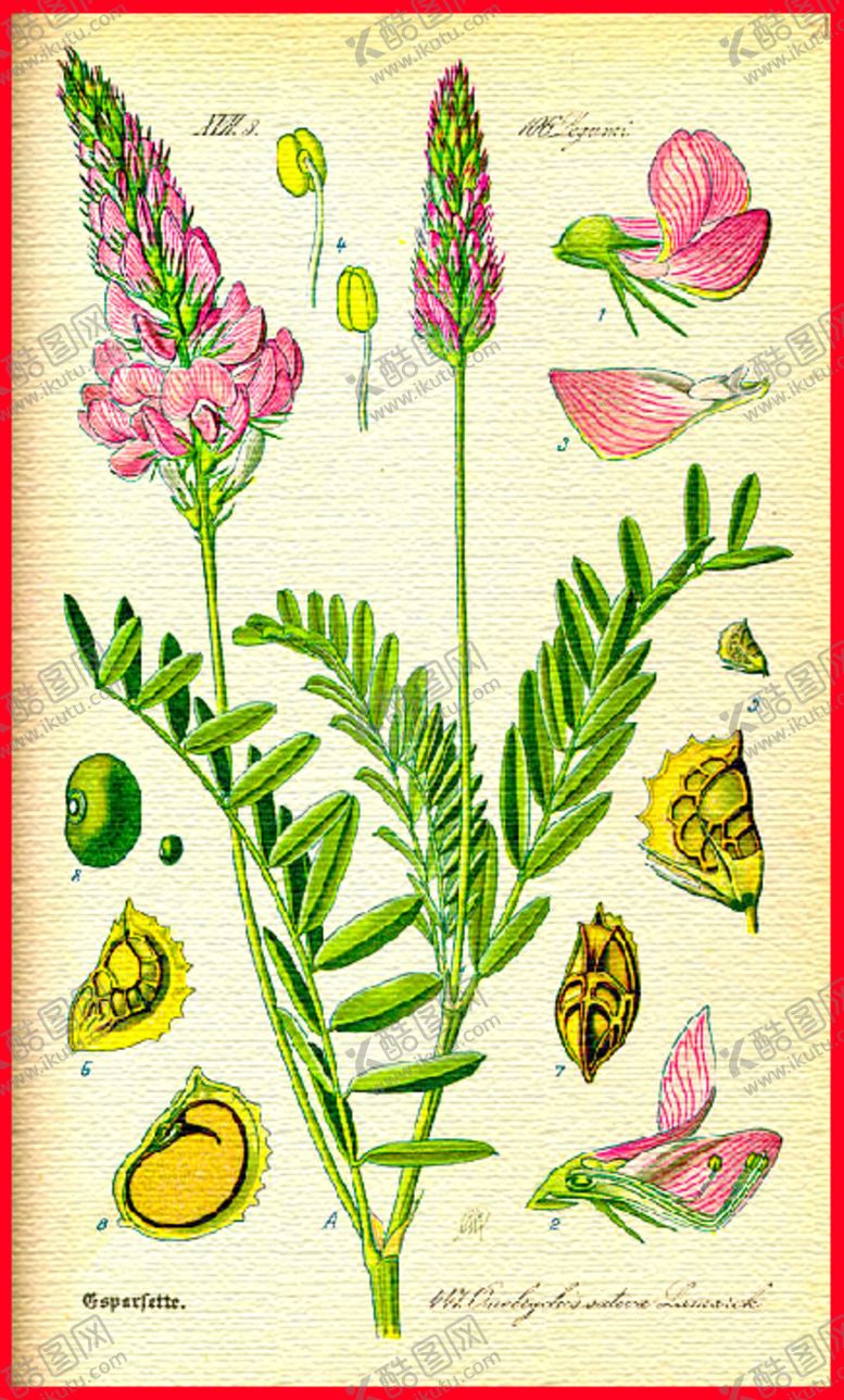 编号：16270509171826116212【酷图网】源文件下载-花瓣绿叶