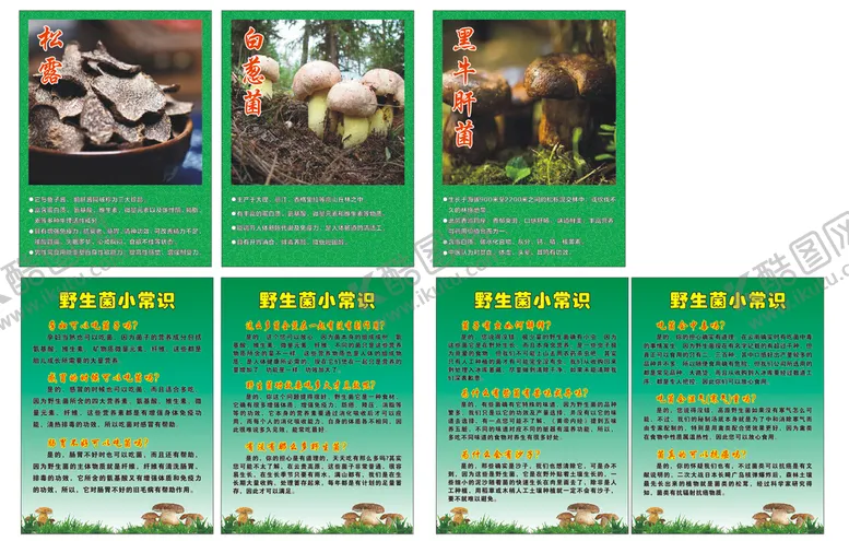 编号：91046502050451136528【酷图网】源文件下载-野生菌的功效
