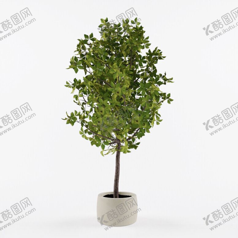 编号：99716002230653089218【酷图网】源文件下载-C4D模型绿色植物
