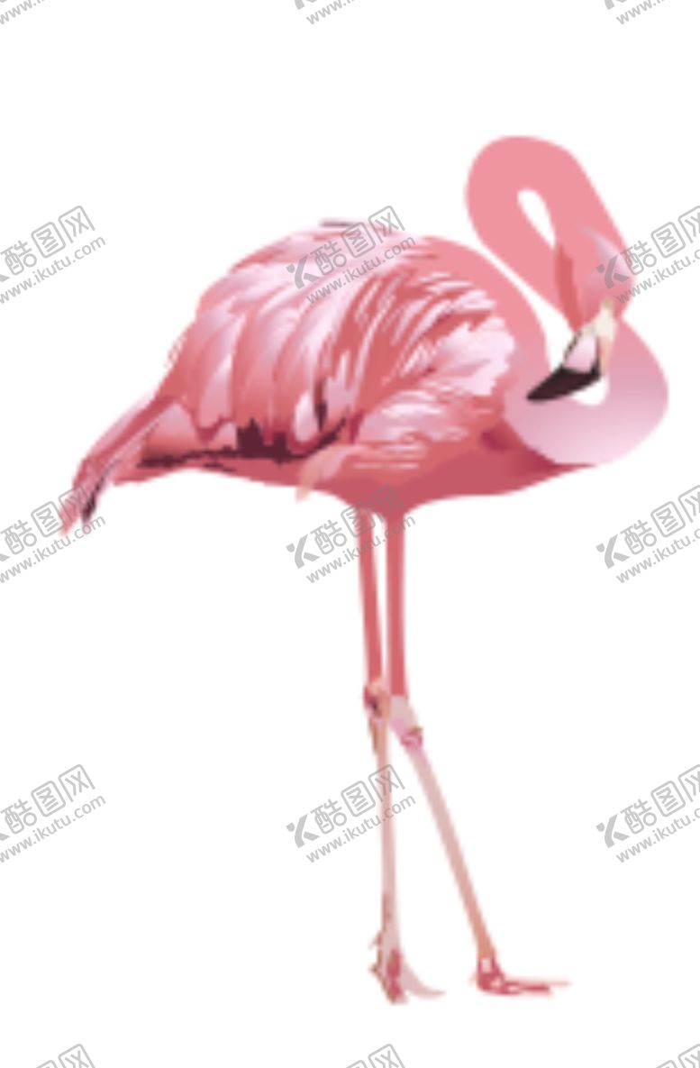 编号：49918609262038345902【酷图网】源文件下载-火烈鸟