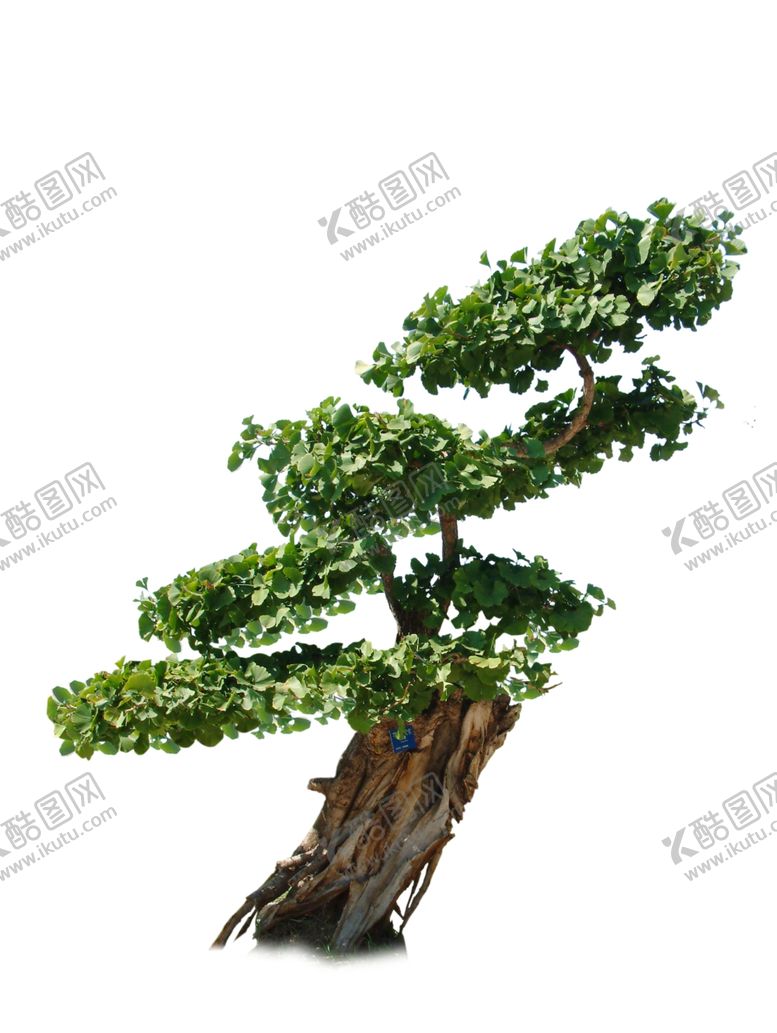 编号：88811207050219029017【酷图网】源文件下载-银杏盆栽