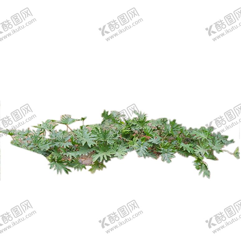 编号：94589610120136083224【酷图网】源文件下载-绿色植物