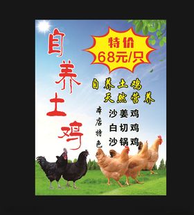 自养土鸡海报