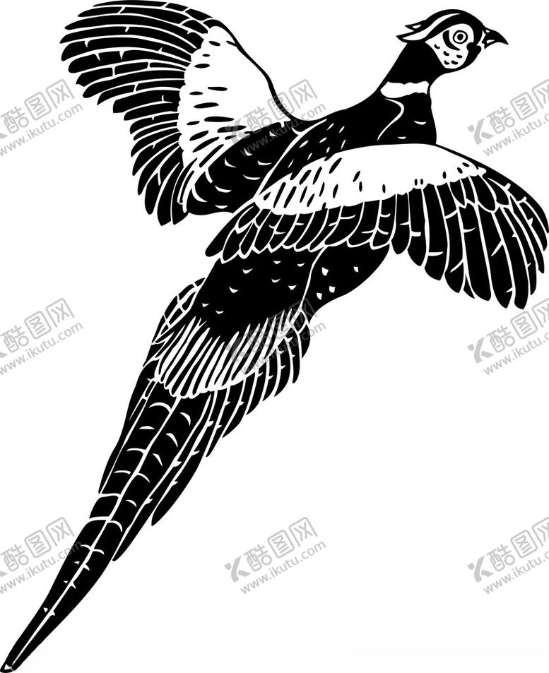 编号：59680002162312551320【酷图网】源文件下载-手绘鸟类插画