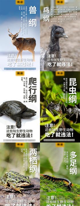 保护野生动物海报