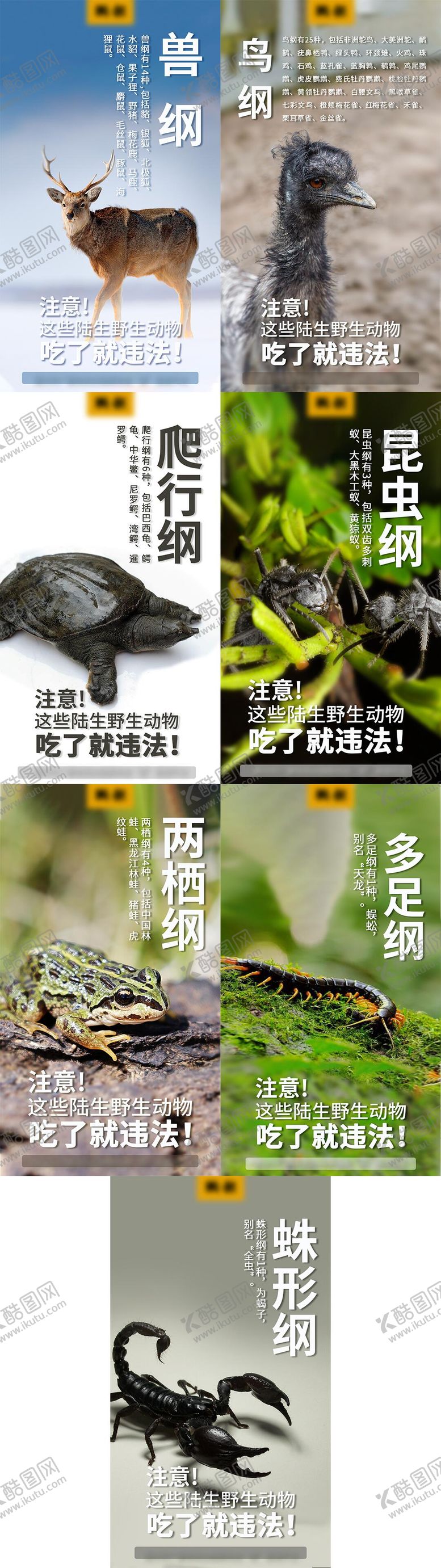 编号：23995404190445125101【酷图网】源文件下载-保护野生动物海报