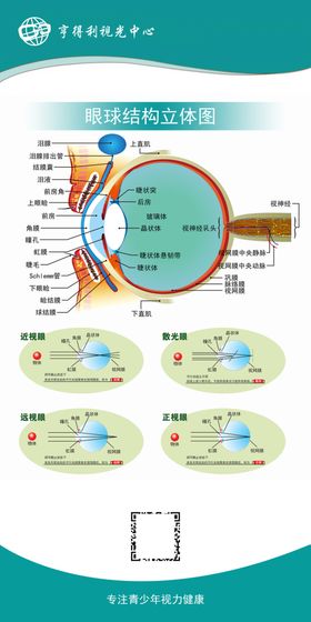 眼球结构立体图