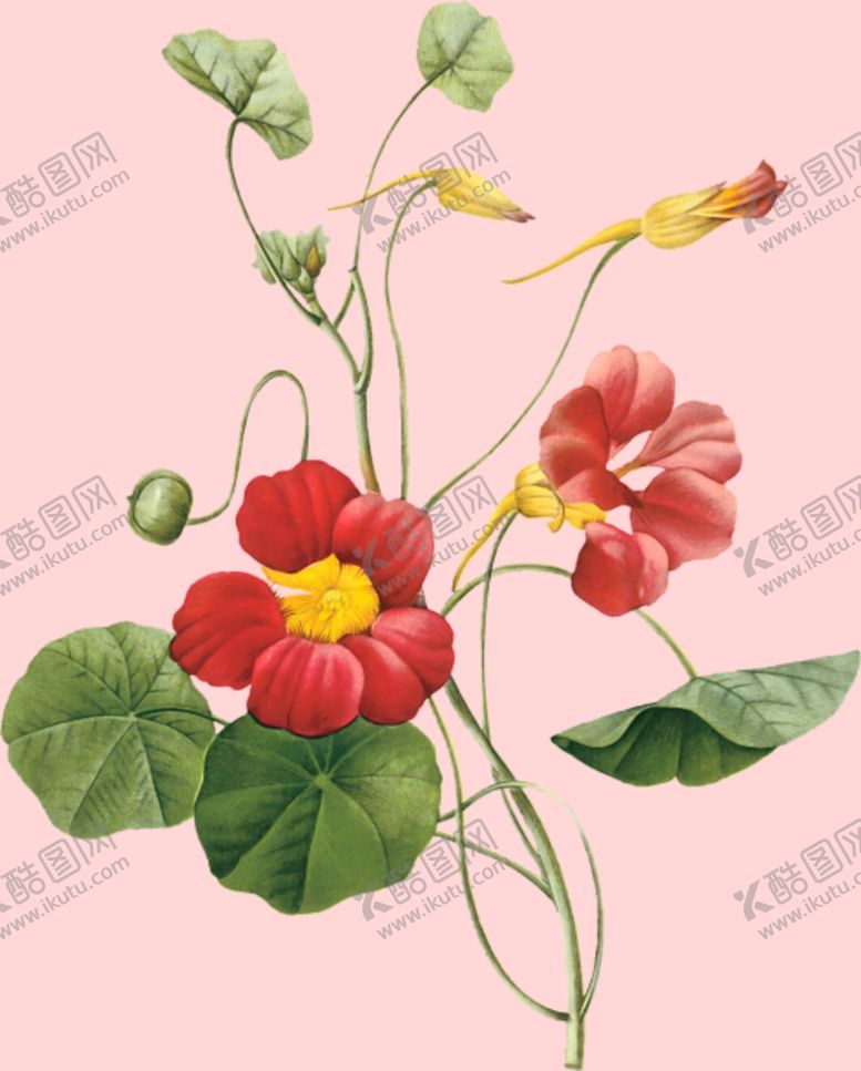 编号：59197610090959496074【酷图网】源文件下载-花卉植