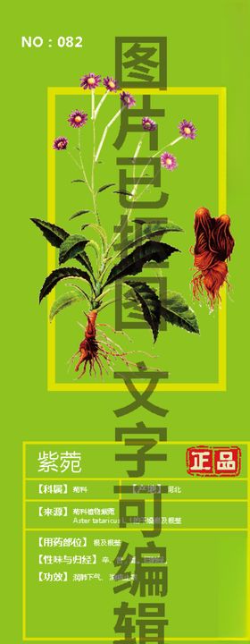 紫菀