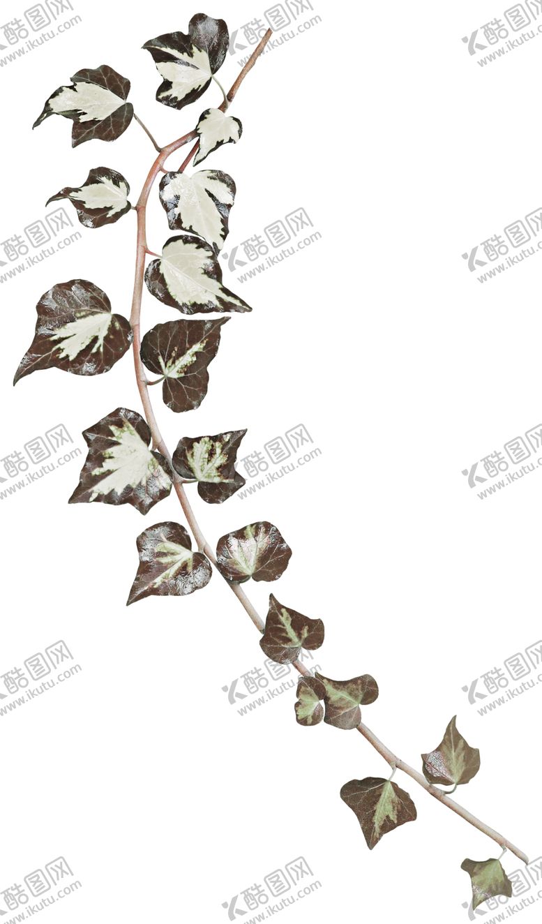 编号：66858607021920415229【酷图网】源文件下载-金属质感树叶树枝