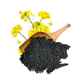 菜籽菜花素材