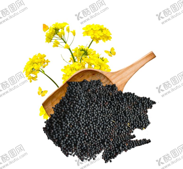 编号：66125107080219591457【酷图网】源文件下载-菜籽菜花素材