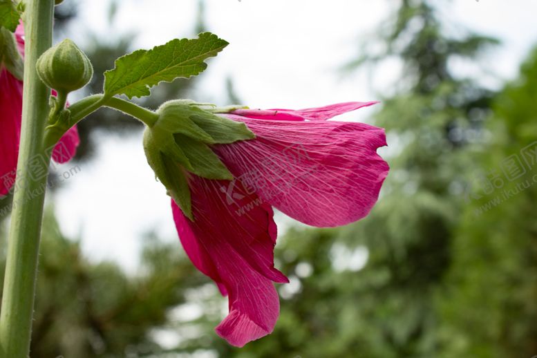 编号：67784810140047016403【酷图网】源文件下载-蜀葵