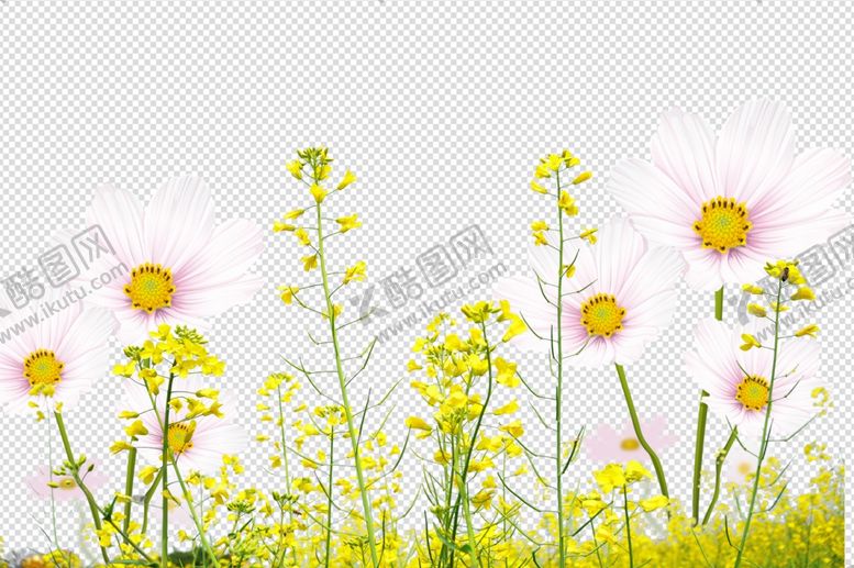 编号：78584709190518009573【酷图网】源文件下载-野花鲜花花朵花草野草