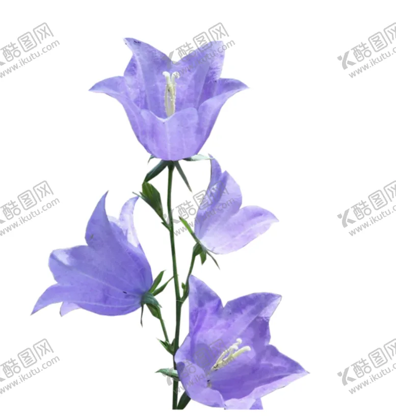 编号：37737806240859337483【酷图网】源文件下载-风铃草