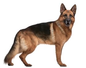 牧羊犬