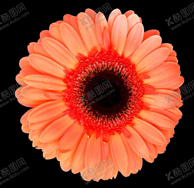 编号：84689709200621199354【酷图网】源文件下载-野菊花小雏菊Daisy鲜花花朵