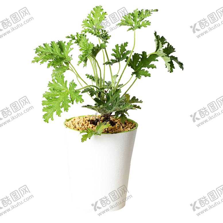 编号：79216709092147307046【酷图网】源文件下载-绿色植物