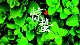 立春单页宣传单广告分手机海报