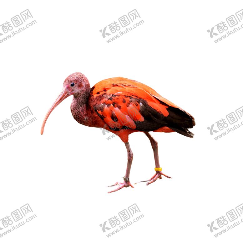 编号：80397109270757071542【酷图网】源文件下载-美洲红鹮PNG