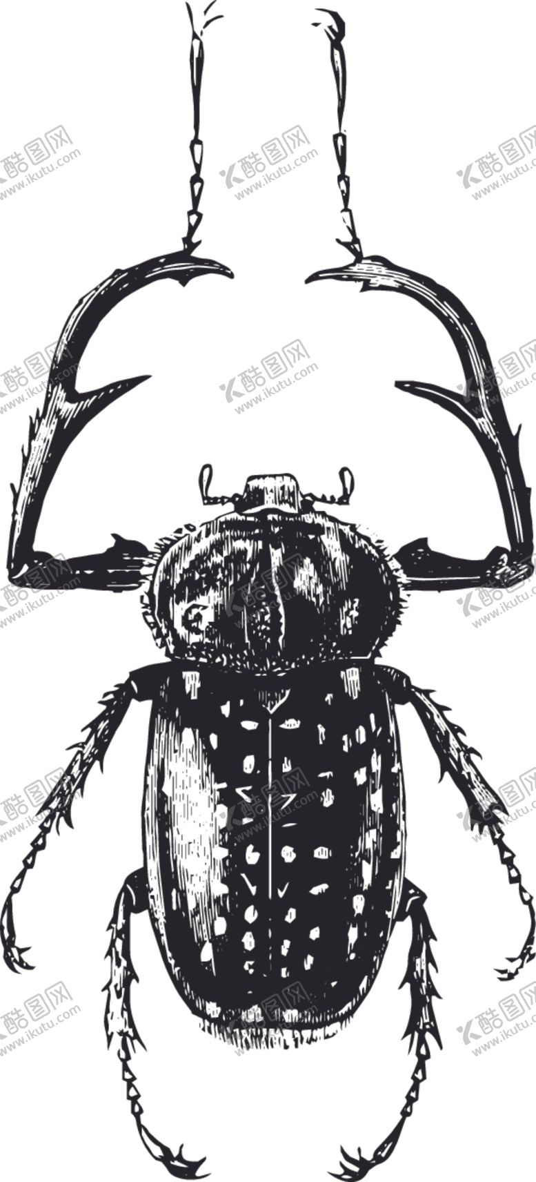 编号：66319810200312049443【酷图网】源文件下载-自然昆虫标本插画