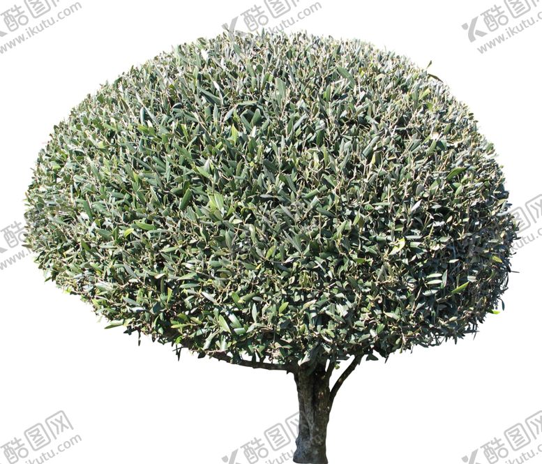 编号：98262809161428115122【酷图网】源文件下载-免扣树木素材