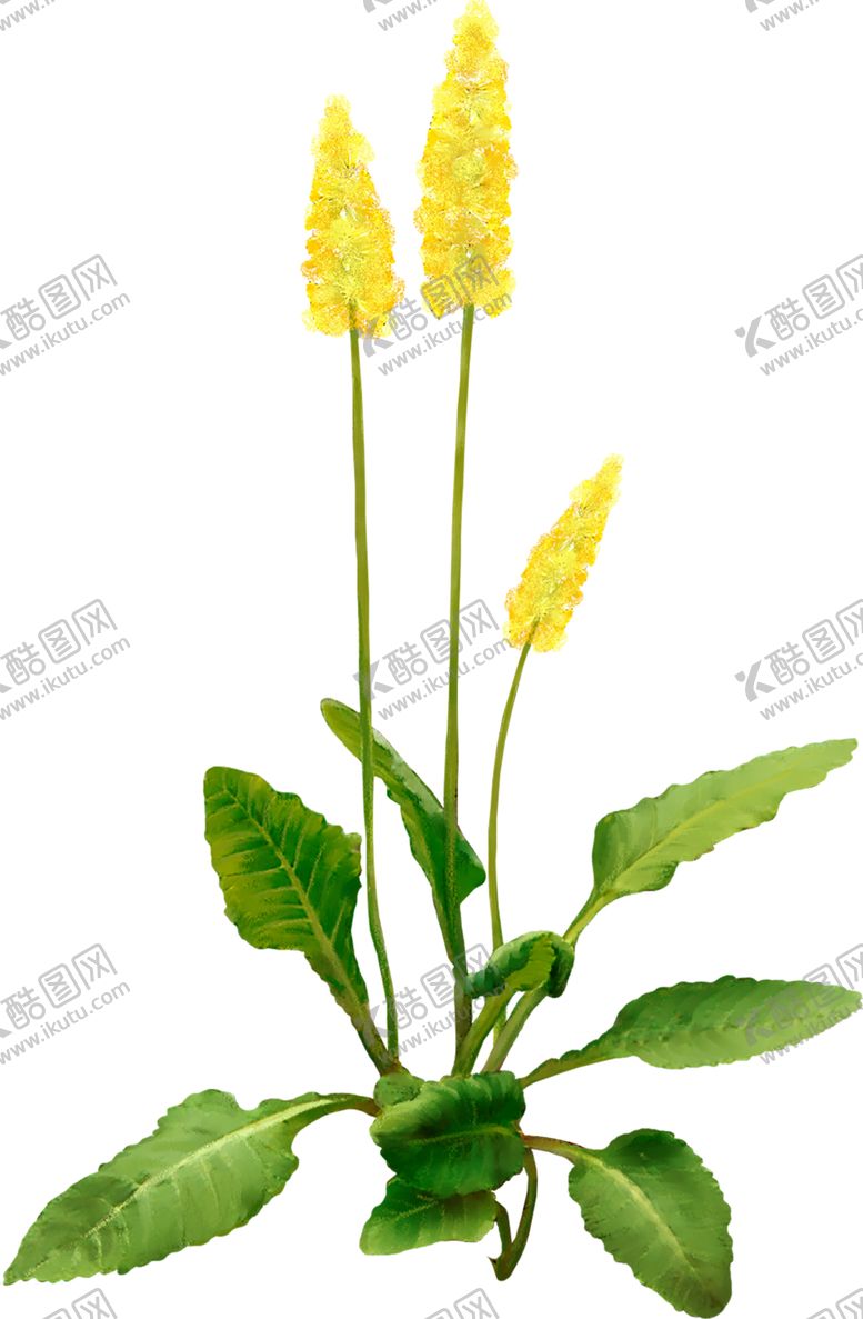 编号：66849510150719333268【酷图网】源文件下载-鲜花素材