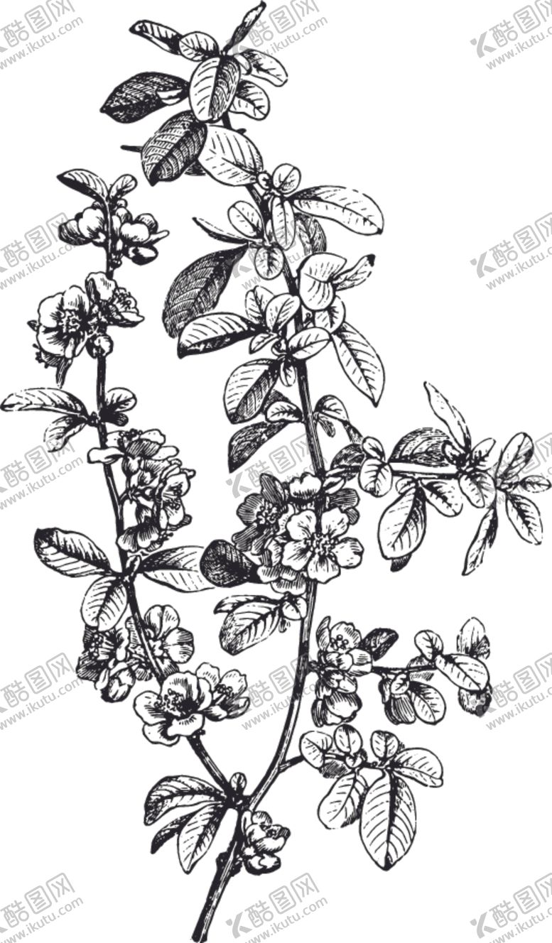 编号：97731009181123489064【酷图网】源文件下载-线描植物