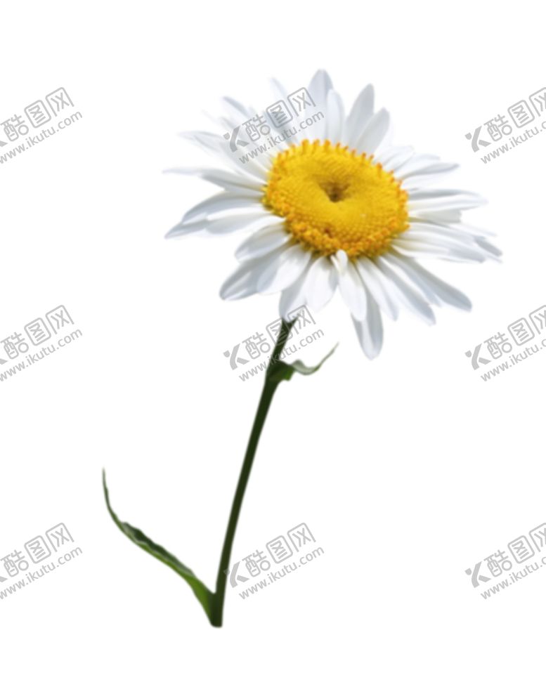 编号：53939204302317258401【酷图网】源文件下载-洋甘菊免扣png图片