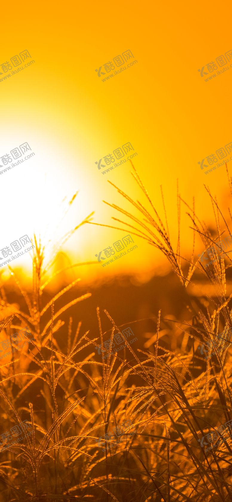 编号：94679006280148522142【酷图网】源文件下载-手机壁纸