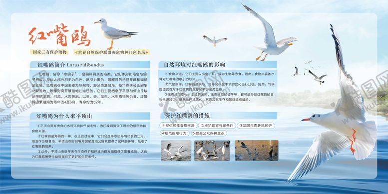 编号：70920306172104577439【酷图网】源文件下载-红嘴鸥公益展板