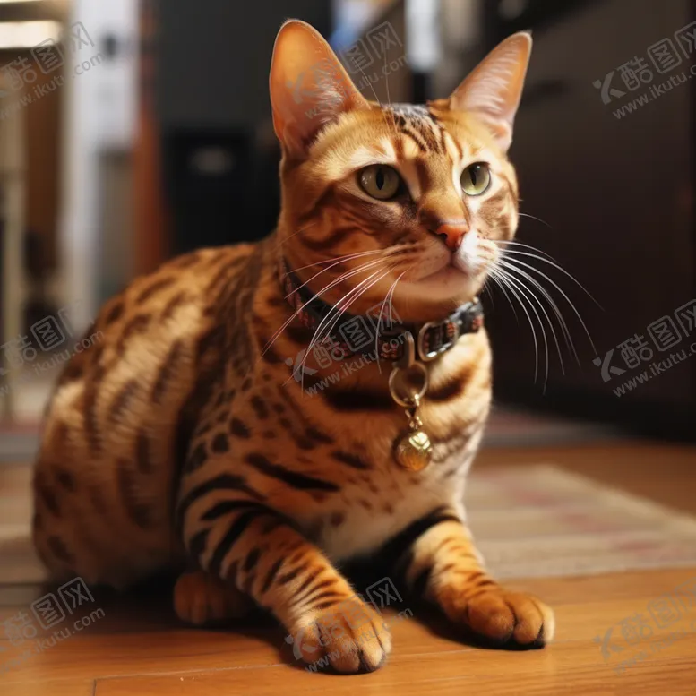 编号：56287801262001114128【酷图网】源文件下载-孟加拉豹猫