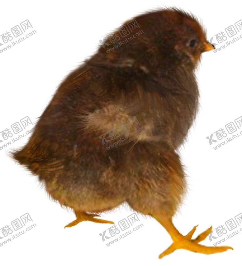 编号：41249710092138343142【酷图网】源文件下载-小鸡