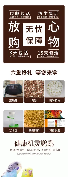 鹦鹉详情页