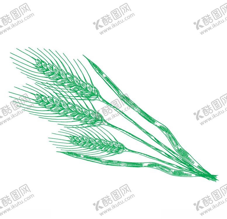 编号：62960410170648505090【酷图网】源文件下载-麦穗