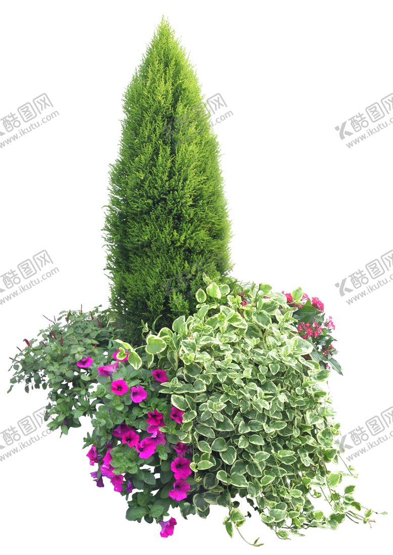 编号：59943610090712063796【酷图网】源文件下载-柏树