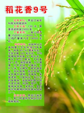 水稻海报宣传单