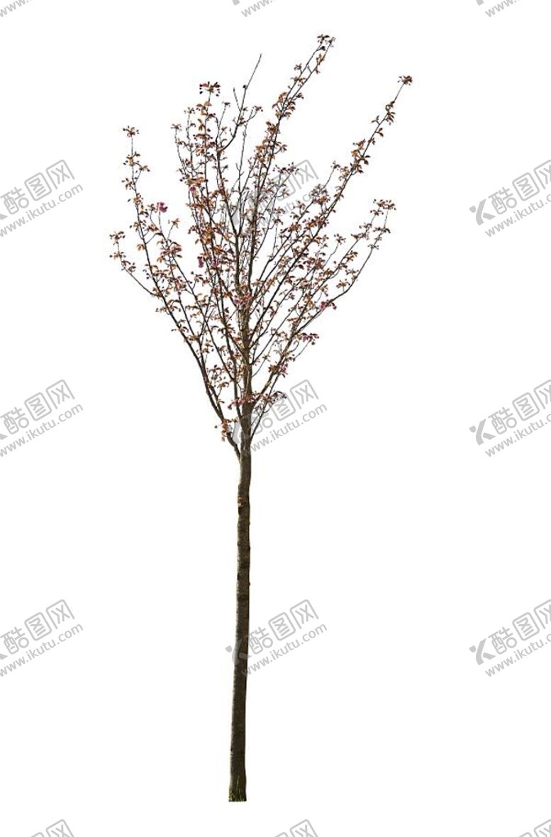 编号：92361710242215593538【酷图网】源文件下载-树