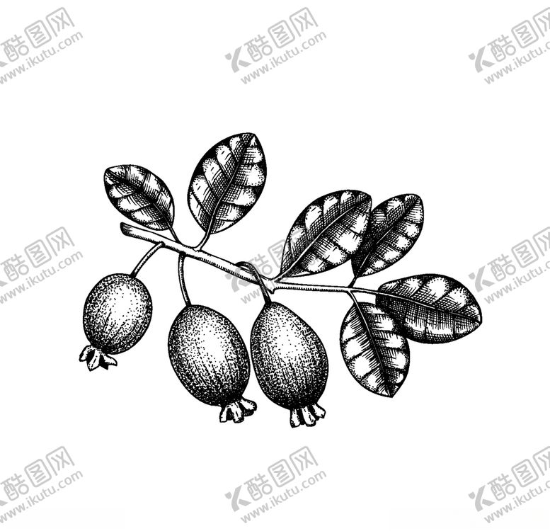 编号：97258907090821521401【酷图网】源文件下载-手绘植物