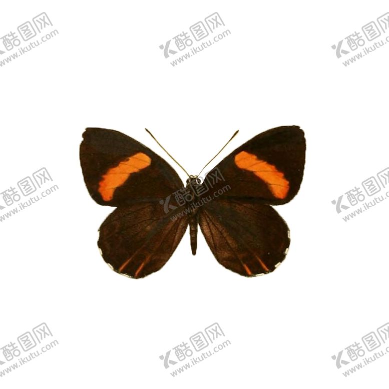 编号：38606110111059262478【酷图网】源文件下载-透明免扣高清蝴蝶PNG