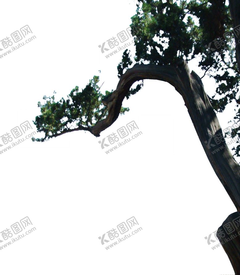 编号：17027610231736498794【酷图网】源文件下载-挂角树