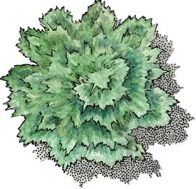 手绘植物树树木绿