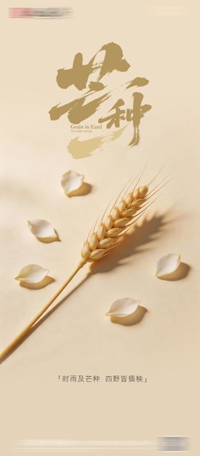 单株麦穗