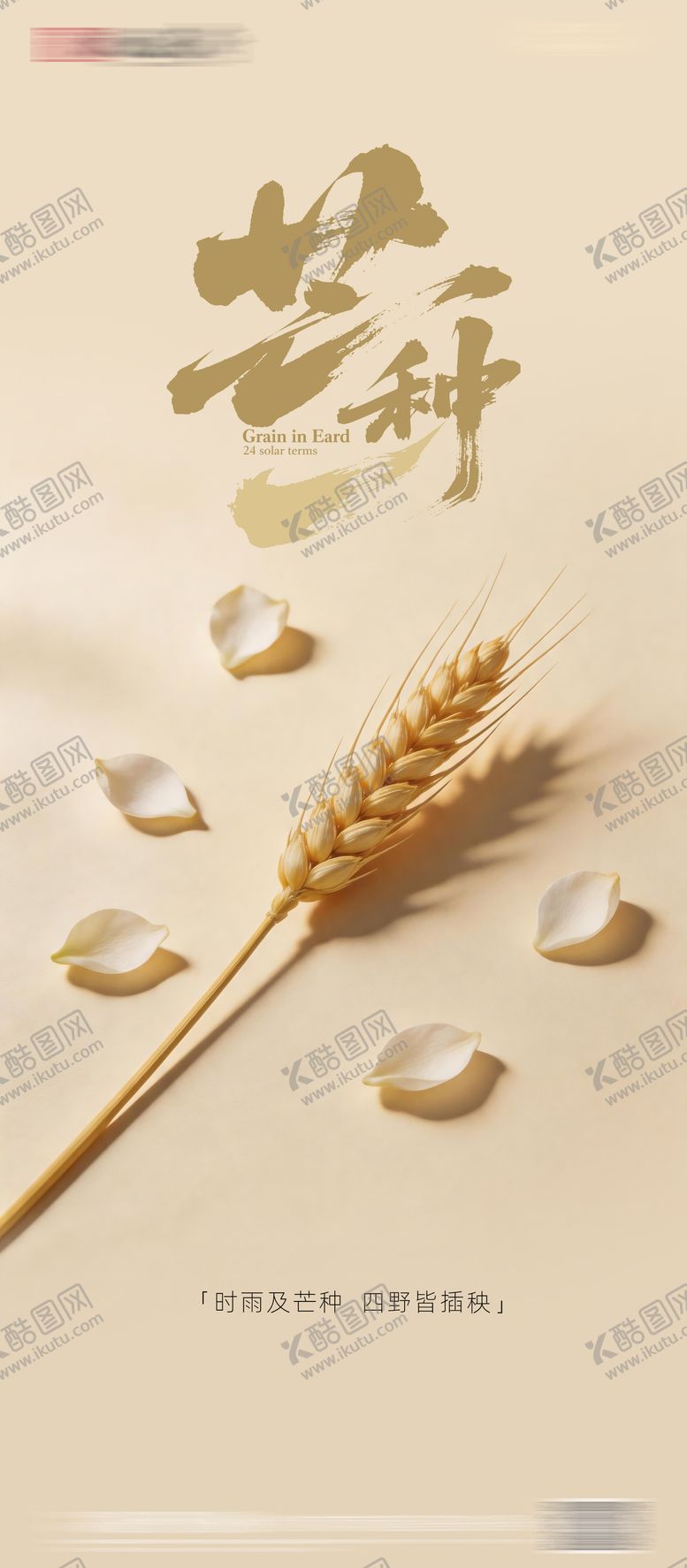 编号：85832706052331446032【酷图网】源文件下载-单株麦穗