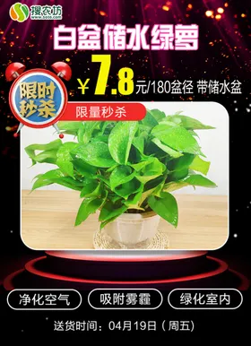 限时秒杀白盆储水绿萝
