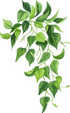 绿植水彩插画