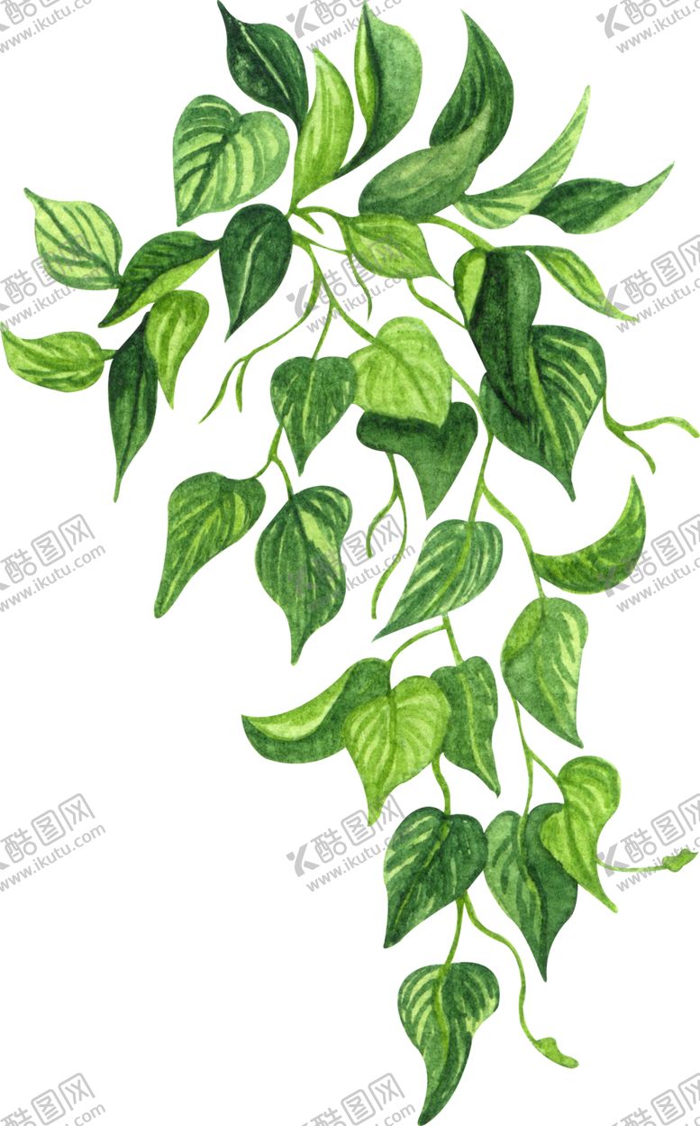 编号：81993110200243509289【酷图网】源文件下载-绿植水彩插画