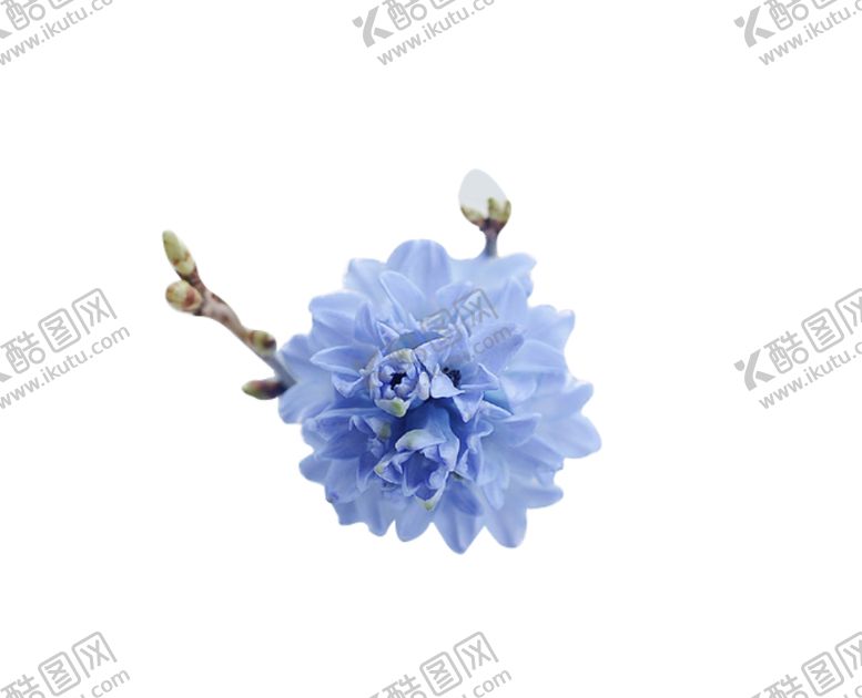 编号：66582809251134323978【酷图网】源文件下载-蓝色鲜花