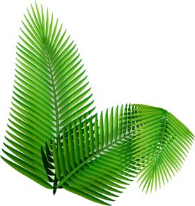 芭蕉叶热带